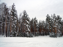 Зимний лес г.Флюс склон